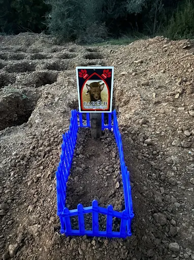 EGE PET anı 19